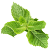Huile essentielle de menthe poivrée Naturopathie | Jean-Michel BESSÉ
