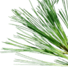 Huile essentielle de pin blanc Naturopathie | Jean-Michel BESSÉ