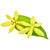Huile essentielle d’ylang ylang Naturopathie | Jean-Michel BESSÉ
